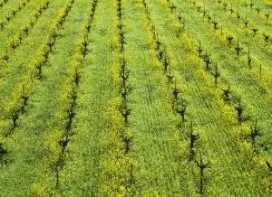 Vinos de Agricultura Ecológica para los «Premios Ecovino 2010»