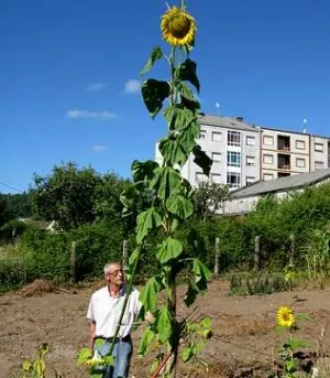 Un girasol regado con vino supera en Negreira los cinco metros de alto