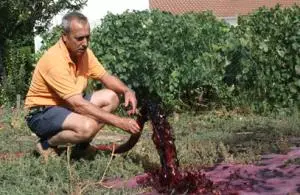 Vierte 3.600 litros de su vino en la tierra por falta de calidad