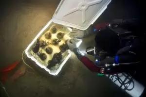 Finlandia subastará varias botellas del champán más antiguo del mundo