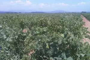 Una bodega elabora el primer vino prefiloxérico de El Bierzo