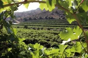 El vino será más alcohólico por el calentamiento global