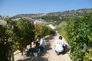 Un vino ecológico español con acento francés