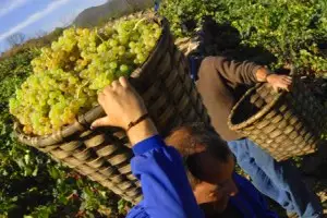 El vino representa el 4% de facturación en la industria alimentaria gallega
