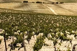España, cerca de alcanzar a Italia como segundo productor de vino del mundo