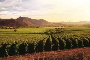 El Congreso rubrica su apoyo a la Cultura del Vino como Patrimonio de la Humanidad