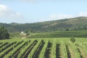 Los vinos de Rías Baixas cierran 2012 con un importante crecimiento