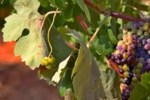 Las ventas de vino español crecen un 41% en China