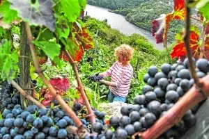 España acaricia el puesto de primer productor de vino del mundo