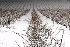 Invertir en vino, una moda más que rentable