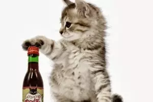 ¡Miau! Lanzan vino exclusivo para gatos