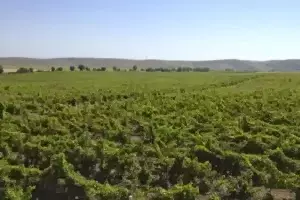 Los nuevos mercados del vino