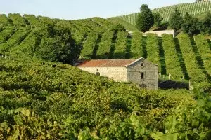 Tener un vino propio es posible