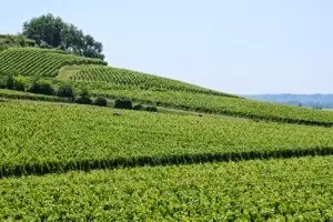 Estados Unidos, líder en consumo de vino