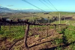 DeMorgenzon, el viñedo sudafricano afinado con música de Bach y Mozart