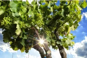 El mito de la mineralidad del vino