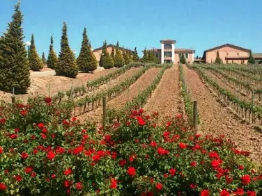 ¿Por qué se plantan rosales en los viñedos?