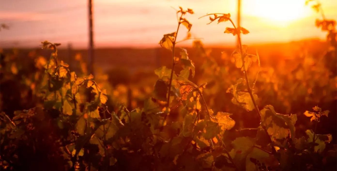 Entre viñedos, constelaciones y música de rapaces