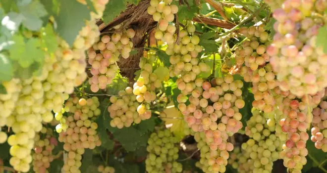 Cata de la Semana «Wines&Music»