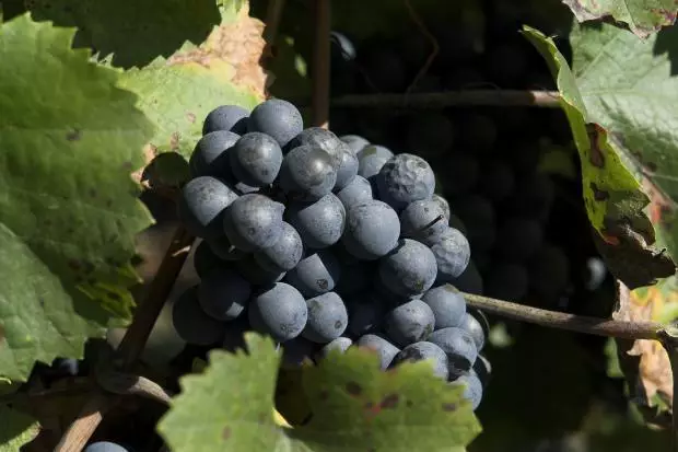 10 Uvas que están de moda y qué vinos producen