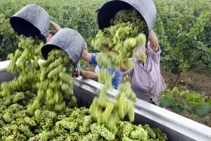 El mayor productor de vino de China entra en La Rioja