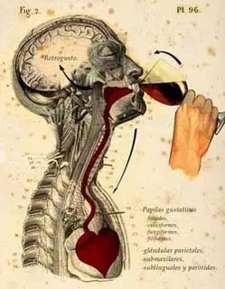 El vino como medicina