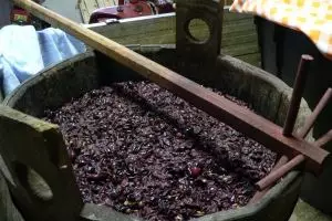 Todo sobre el mosto de uva