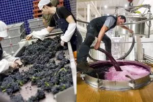 Bodegas Baigorri se vuelva con la vendimia 2016