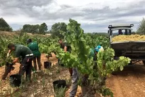 Vendimia en Raventós i Blanc, Añada 2016
