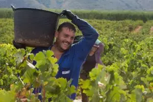 La vendimia se anima con una cosecha de menos grado pero que mantiene expectativas