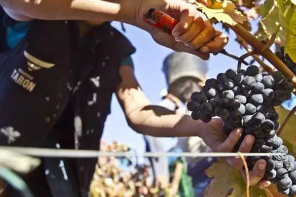 Excepcional cosecha de Rioja 2016