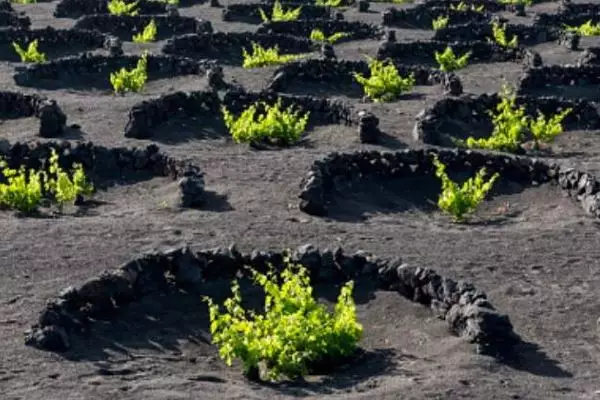 La última tendencia en el vino es fijarse en el suelo, no en la uva