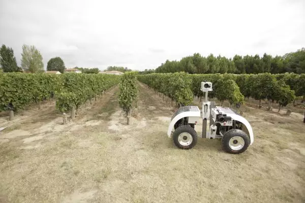El robot del vino se pasea entre viñedos