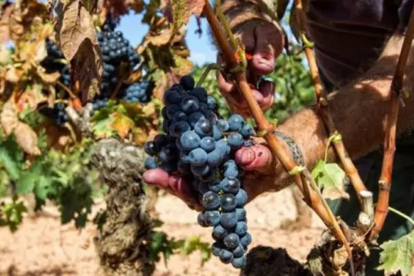 El vino de Rioja vendió en 2016 más de 386 millones de botellas en cien países