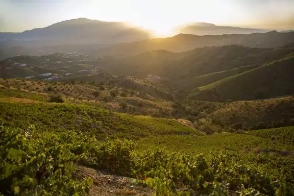 El Moscatel Dulce de Málaga Nº3 Viñas Viejas 2011 de Jorge Ordóñez logra el Bacchus 2017 de Oro