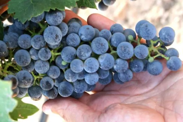 El número de uvas que se necesita para elaborar una botella de vino