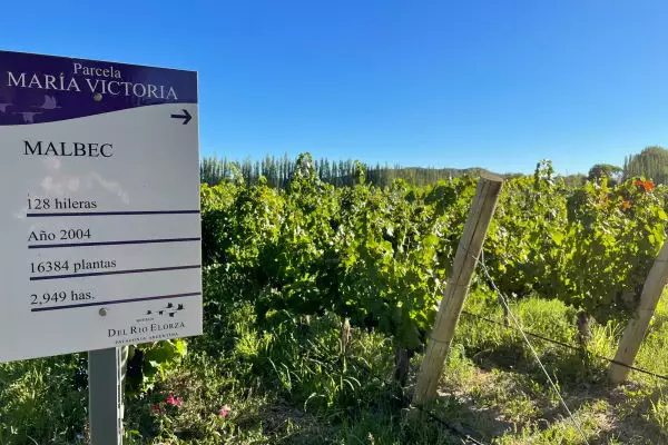 Verum comienza la vendimia 2021… en la Patagonia Argentina