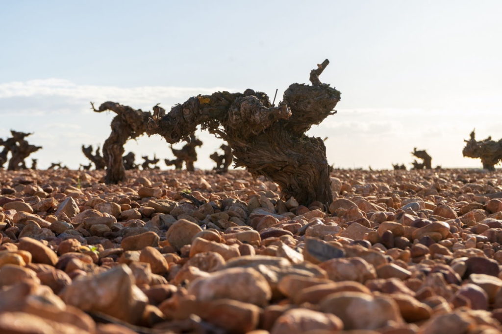 Las Tinadas Airén de Bodegas Venum, entre los mejores vinos blancos del mundo en 2022